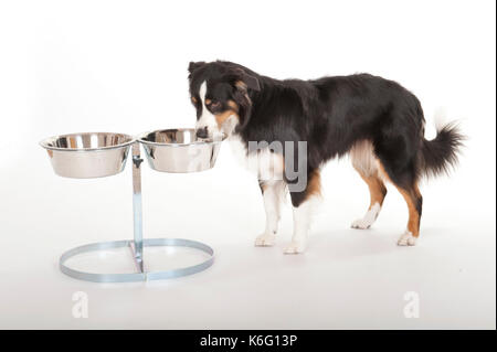 https://l450v.alamy.com/450v/k6g13p/australian-shepherd-dogs-tri-coloured-eating-from-food-bowl-in-stand-k6g13p.jpg