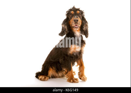 Cocker Spaniel Dog, Sitting, Studio, White Background, Black & Tan Stock Photo