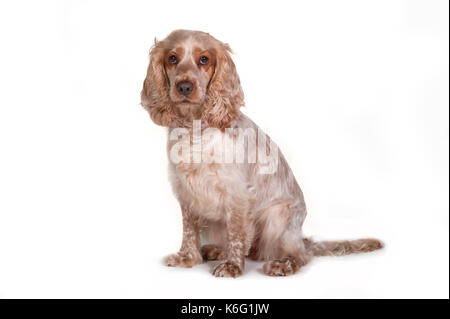 Cocker Spaniel Dog, Sitting, Studio, White Background Stock Photo