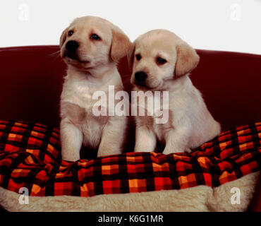 Labrador Retriever Puppies Dog 9 Weeks Old Sitting In Bed Pair Alert Yellow Colour Studio Cut Out White Background Andrex Puppy Stock Photo Alamy