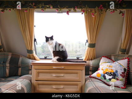 Black and white domestic cat sitting at window inside a caravan on UK campsite Stock Photo
