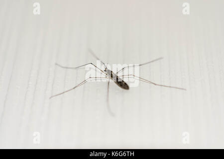 close up on the eyes of a five legged mosquito. Stock Photo