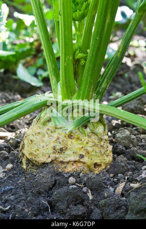 Celeriac plant with outer  leaves ready to be removed Stock Photo