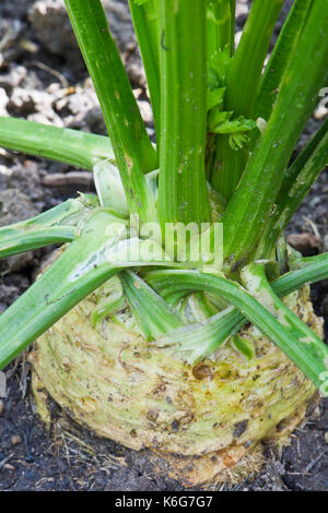 Celeriac plant with outer  leaves ready to be removed Stock Photo