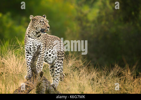Matsebe, female leopard, (Panthera pardus) standing on treestump in Kwai, Okavango delta, Botswana Stock Photo