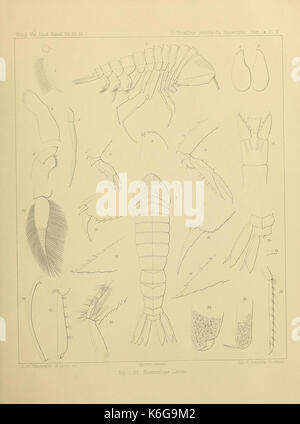 Contributions to a monograph of the Amphipoda Hyperiidea (Plate VI ...