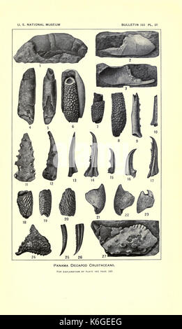 Decapod crustaceans from the Panama region BHL23375122 Stock Photo