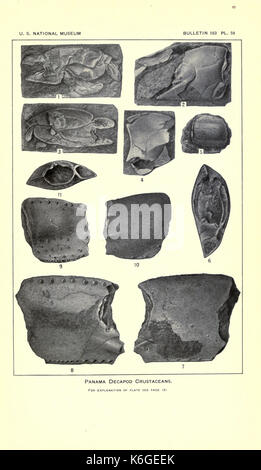 Decapod crustaceans from the Panama region BHL23375126 Stock Photo