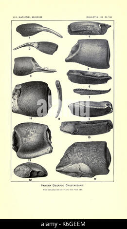 Decapod crustaceans from the Panama region BHL23375128 Stock Photo