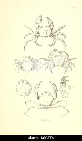 Decapod crustaceans of the northwest coast of North America Stock Photo ...