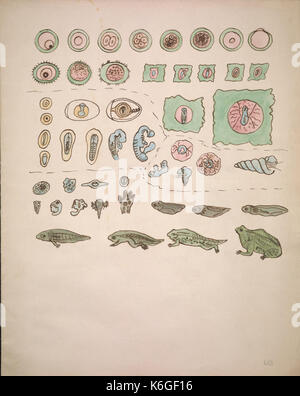 Drawings illustrating the Lowell Lectures on comparative embryology BHL40893817 Stock Photo
