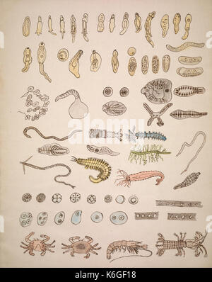Drawings illustrating the Lowell Lectures on comparative embryology BHL40893819 Stock Photo