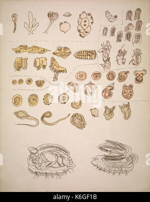 Drawings illustrating the Lowell Lectures on comparative embryology BHL40893825 Stock Photo