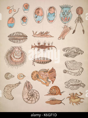 Drawings illustrating the Lowell Lectures on comparative embryology BHL40893829 Stock Photo
