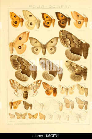 Die Gross Schmetterlinge der Erde (Taf. 35) BHL9921482 Stock Photo