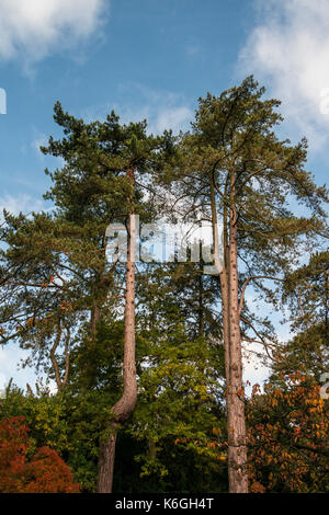 A pair of Crimean pines (Pinus nigra subsp. pallasiana) in autumn Stock Photo