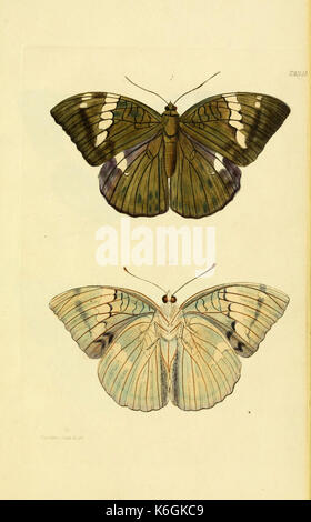 . A natural history of the Lepidopterous insects of New South Wales ...