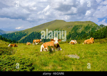 A herd of cows are sitting and grazing on a green mountain slope, hills in the distance Stock Photo