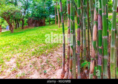 Scenic Bamboo Trees Grow In Courtyard Of Traditional Chinese House 