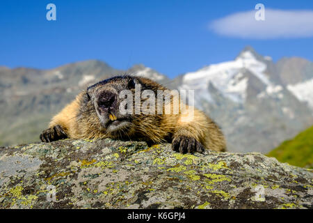 An Alpine marmot (Marmota marmota) is lying on a rock, the mountain Grossglockner in the distance, at Kaiser-Franz-Josefs-Höhe