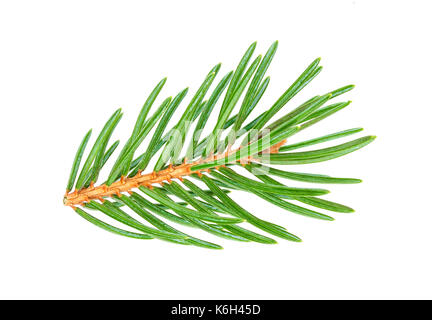 Close-up of Christmas tree branches isolated on white background Stock Photo