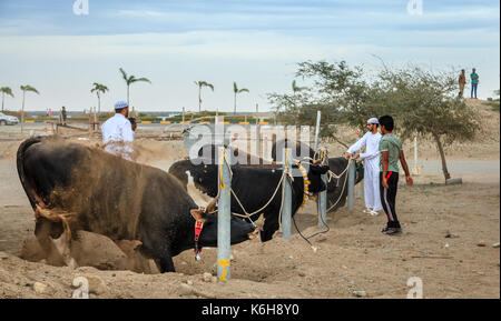 Fujairah, UAE, April 1, 2016: bulls await their turn to fight in traditional bull fighting in Fujairah, UAE Stock Photo