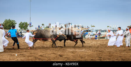 Fujairah, UAE, April 1, 2016: men are pulling apart fighting bulls in a traditional bull fighting event in Fujairah, UAE Stock Photo