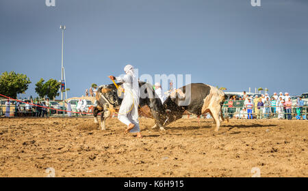 Fujairah, UAE, April 1, 2016: bulls are fighting in a traditional event in Fujairah, UAE Stock Photo