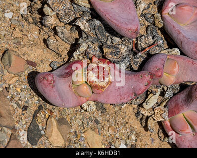 Tanquana prismatica plant in the Northern Cape, South Africa Stock Photo