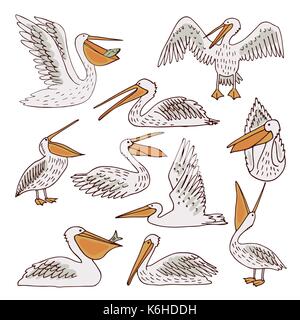 Pelicans, illustration, vector Stock Vector