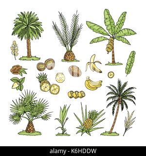 Hand drawn vector illustration of palm trees isolated on white background. Sketch. Stock Vector