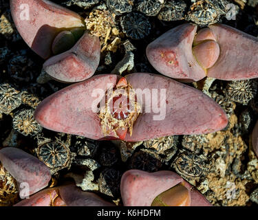 Tanquana prismatica plant in the Northern Cape, South Africa Stock Photo