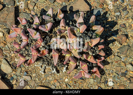 Tanquana prismatica plant in the Northern Cape, South Africa Stock Photo