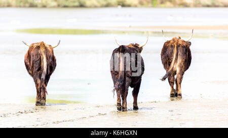 wild cattle walking away on wet sand Stock Photo