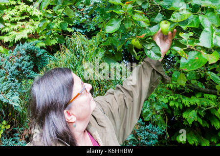 Woman picking a Bramley apple from a tree growing in a domestic garden. Stock Photo