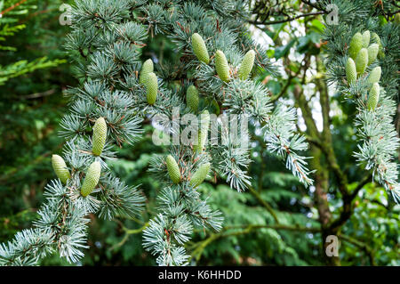 Male cones on Atlas Cedar or Atlantic Cedar, Cedrus atlantica Stock Photo