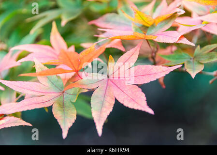 A close up of the leaves of a Chinese maple (Acer pauciflorum) in autumn Stock Photo