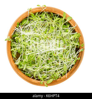 Alfalfa microgreens in wooden bowl. Cotyledons of Medicago sativa also called lucerne. Young plants, seedlings, sprouts for use in salads. Photo. Stock Photo