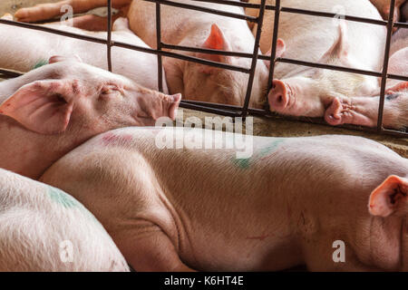 Captive pigs cram together in a small cage in Nga Bay, Vietnam Stock Photo