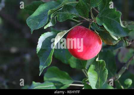 Single ripe red Discovery Apple fruit, Malus domestica, on an apple tree branch in late summer, Shropshire, England. Stock Photo