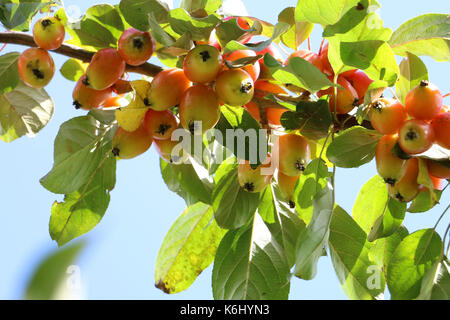 Crab apples, Malus 'John Downie, hanging on the branch of a crab apple tree in the early Autumn sunshine, Shropshire, England. Stock Photo