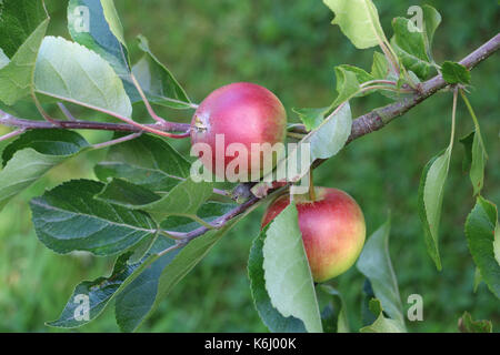 Two red Discovery Apples, Malus domestica fruit, on an apple tree branch in late summer, Shropshire, England. Stock Photo