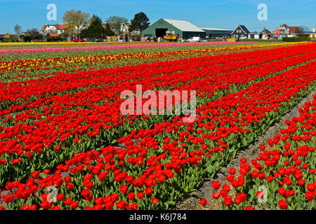 Blooming tulip field in the area of Bollenstreek, Noordwijkerhout, Netherlands Stock Photo