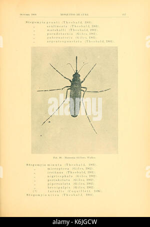 Contribution al estudio de los mosquitos de Cuba (Page 417) BHL9844433 Stock Photo