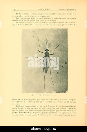 Contribution al estudio de los mosquitos de Cuba (Page 424) BHL9844440 Stock Photo