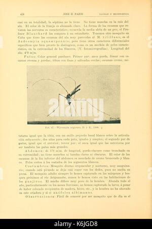 Contribution al estudio de los mosquitos de Cuba (Page 428) BHL9844444 Stock Photo