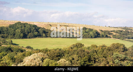 Hay bales drying in the summer sun dot hillsides in the Purbeck district of south Dorset. Stock Photo