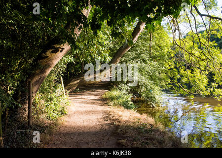The Thames footpath alongside the meandering River Thames in the flood plains of Goring, up river from Reading in Berkshire. Stock Photo