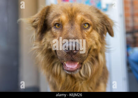 Portrait of cross-breed of German and Caucasian Shepherd Dog closeup Stock Photo