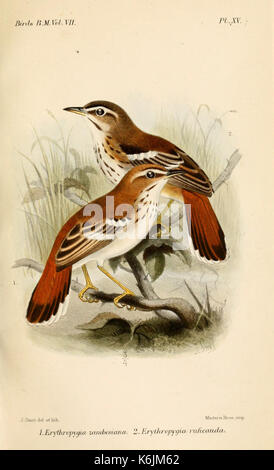 Catalogue of the Birds in the British Museum BHL8301441 Stock Photo